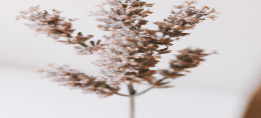 Perdez du poids grâce à notre programme révolutionnaire PERTERAPIDEMENT!