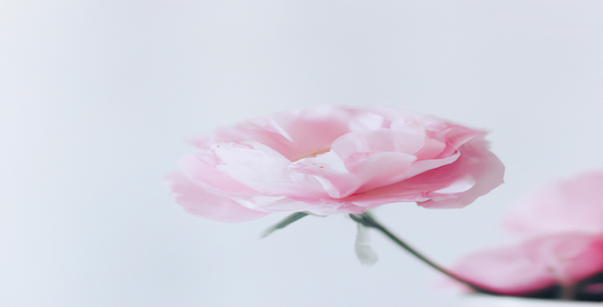 Transformer votre site web en outil de perte de poids grâce à l'expertise SEO