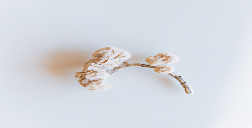 Transformer votre site web en outil de perte de poids grâce à l'expertise SEO